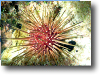 Reef Urchin