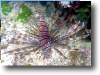 Turkey Lionfish