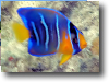 Queen Angelfish Juveline